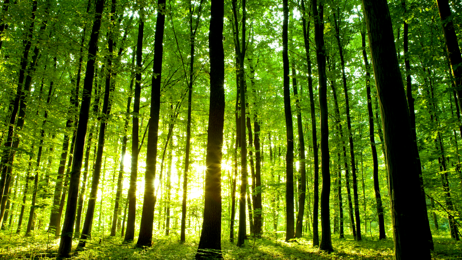 bp takes majority stake in Finite Carbon, largest U.S. forest carbon offset developer