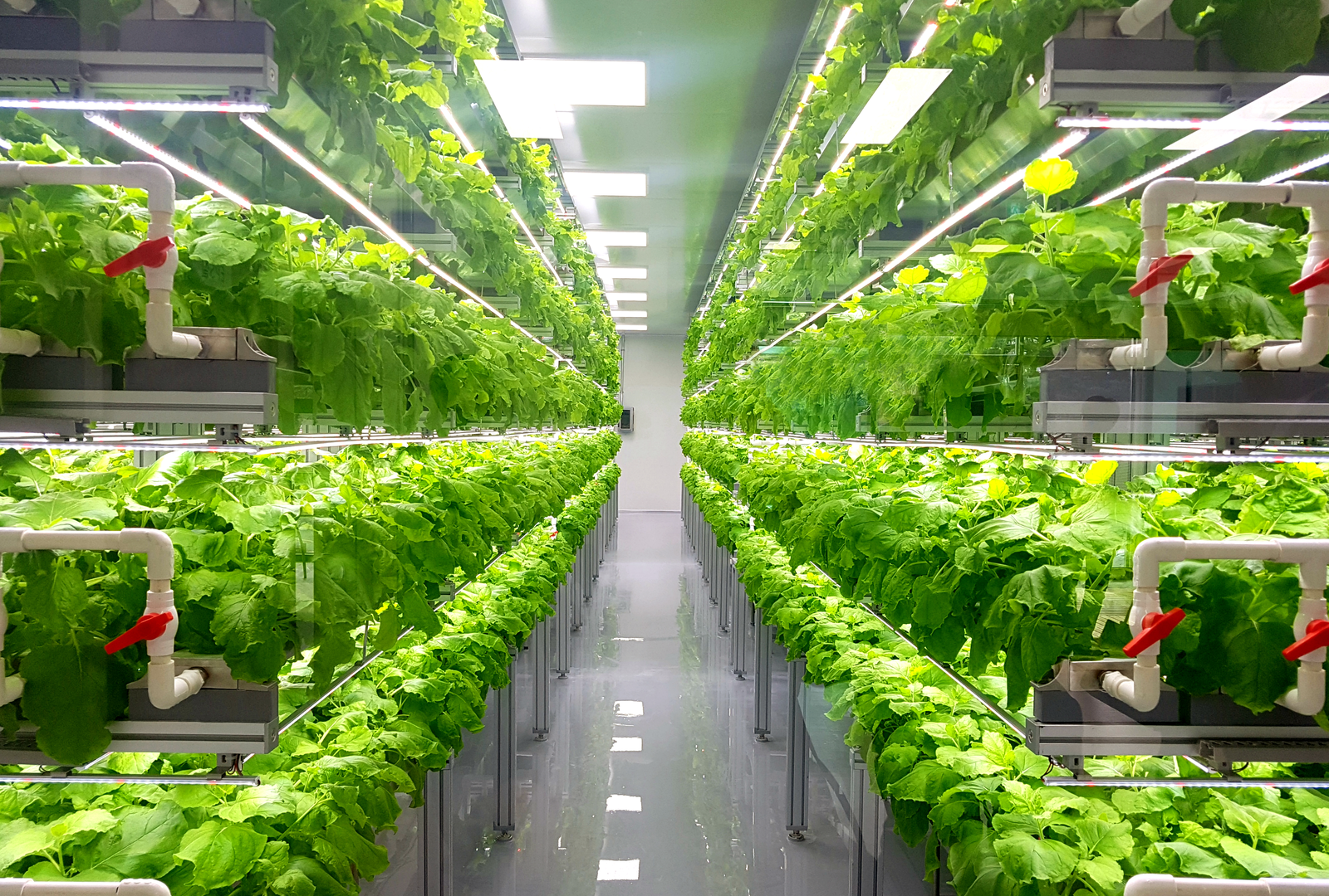 Harvest Returns in new partnership to expand U.S. indoor farm funding