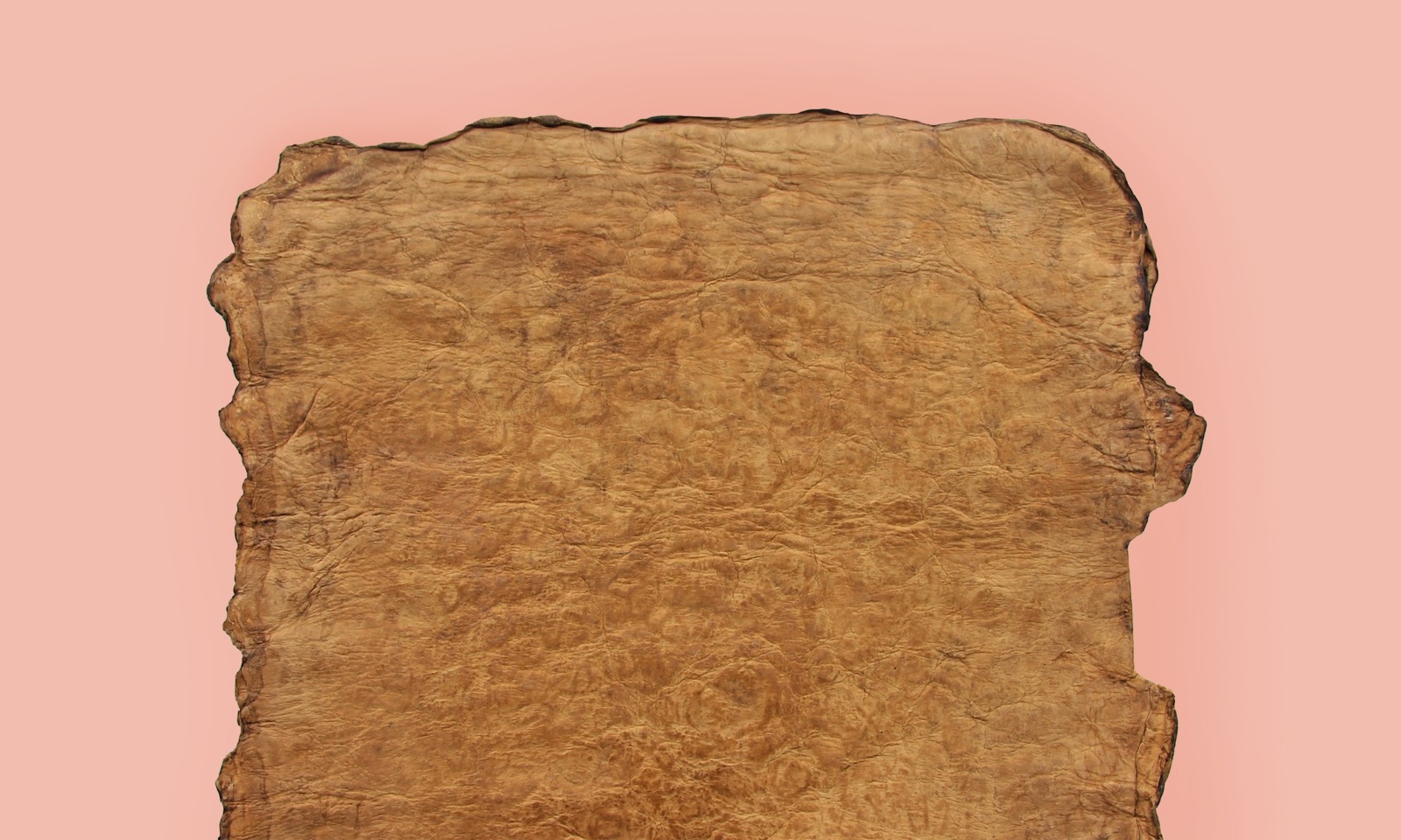 Ecovative, a New York pioneer in mycelium (what’s that, you ask?) gets Series D round